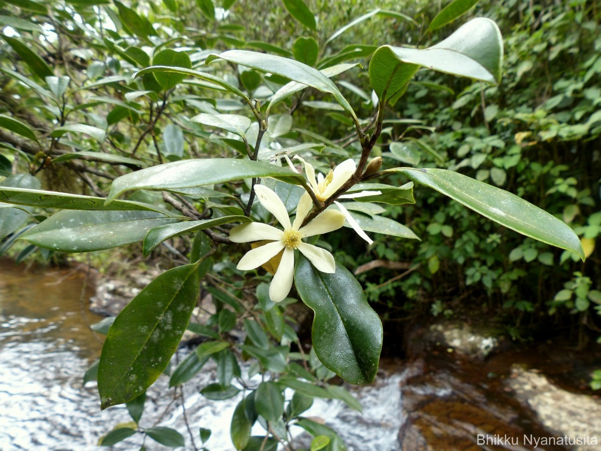 Magnolia nilagirica (Zenker) Figlar